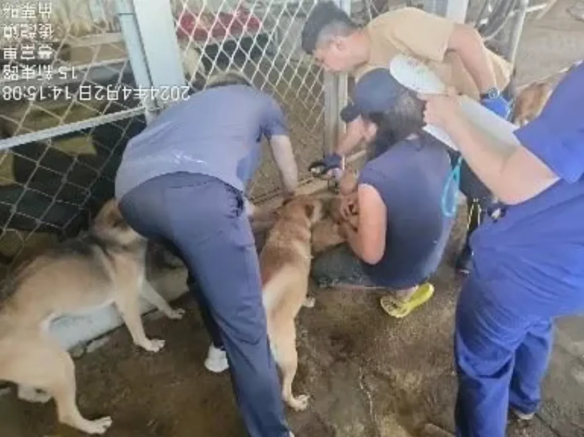 苗栗三義今年首見鼬獾狂犬病陽性案例 至今累計5鄉鎮共9例